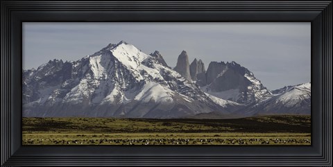 Framed Field with snowcapped mountains, Paine Massif, Torres del Paine National Park, Magallanes Region, Patagonia, Chile Print