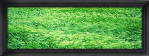 Framed Wheat Field Prince Edward Island Canada Print