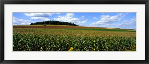 Framed Field Of Corn With Tractor In Distance, Carroll County, Maryland, USA Print