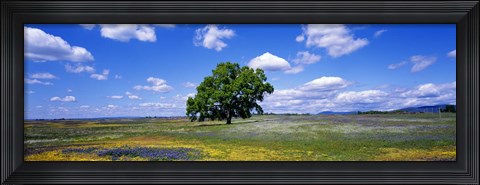Framed Single Tree In Field Of Wildflowers, Table Mountain, Oroville, California, USA Print