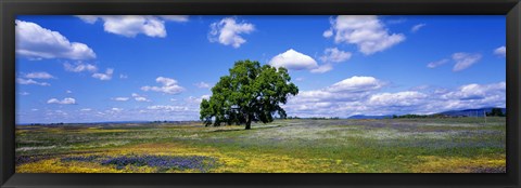 Framed Single Tree In Field Of Wildflowers, Table Mountain, Oroville, California, USA Print