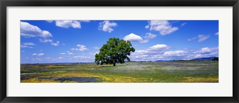 Framed Single Tree In Field Of Wildflowers, Table Mountain, Oroville, California, USA Print