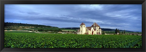 Framed Grand Cru Vineyard, Burgundy, France Print