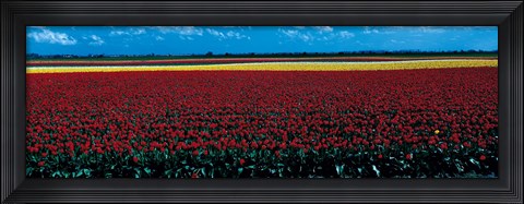 Framed Tulip field near Spalding Lincolnshire England Print