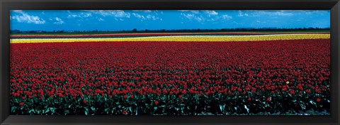 Framed Tulip field near Spalding Lincolnshire England Print