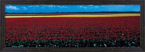 Framed Tulip field near Spalding Lincolnshire England Print
