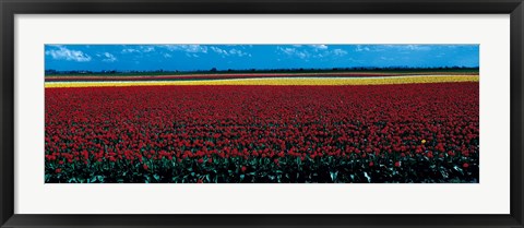 Framed Tulip field near Spalding Lincolnshire England Print