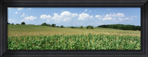 Framed Corn Crop In A Field, Wyoming County, New York State, USA Print