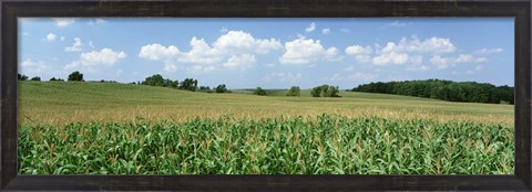Framed Corn Crop In A Field, Wyoming County, New York State, USA Print