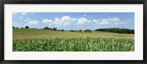 Framed Corn Crop In A Field, Wyoming County, New York State, USA Print