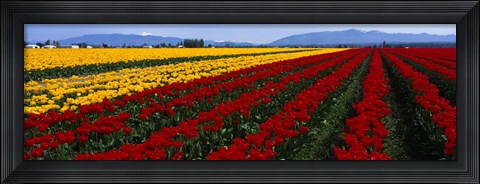 Framed Tulip Field, Mount Vernon, Washington State, USA Print