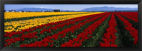 Framed Tulip Field, Mount Vernon, Washington State, USA Print