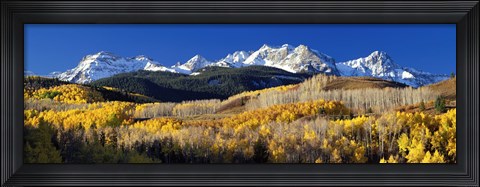 Framed USA, Colorado, Rocky Mountains, aspens, autumn Print