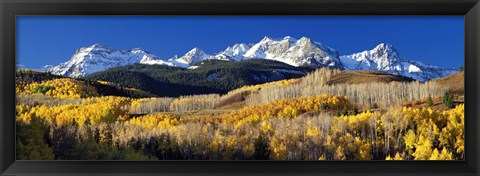 Framed USA, Colorado, Rocky Mountains, aspens, autumn Print