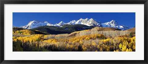 Framed USA, Colorado, Rocky Mountains, aspens, autumn Print