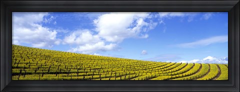 Framed Mustard Fields, Napa Valley, California, USA Print
