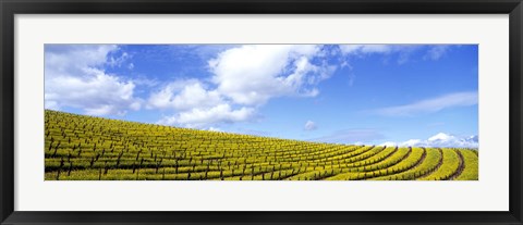 Framed Mustard Fields, Napa Valley, California, USA Print