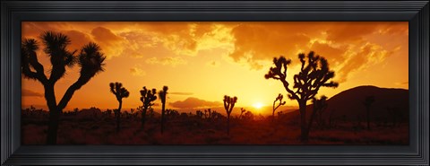 Framed Sunset, Joshua Tree Park, California Print