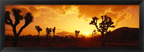 Framed Sunset, Joshua Tree Park, California Print