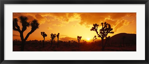 Framed Sunset, Joshua Tree Park, California Print