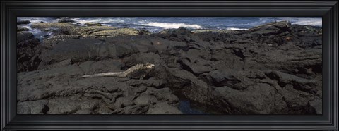 Framed Marine iguana (Amblyrhynchus cristatus) on volcanic rock, Isabela Island, Galapagos Islands, Ecuador Print
