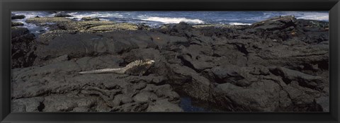 Framed Marine iguana (Amblyrhynchus cristatus) on volcanic rock, Isabela Island, Galapagos Islands, Ecuador Print