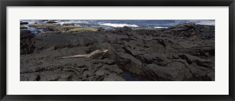 Framed Marine iguana (Amblyrhynchus cristatus) on volcanic rock, Isabela Island, Galapagos Islands, Ecuador Print