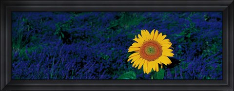 Framed France, Provence, Suze-La-Rouse, sunflower in lavender field Print