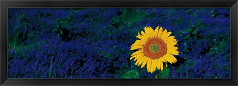 Framed France, Provence, Suze-La-Rouse, sunflower in lavender field Print