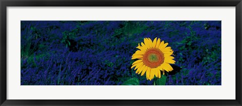 Framed France, Provence, Suze-La-Rouse, sunflower in lavender field Print