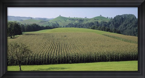 Framed Switzerland, Canton Zug, Panoramic view of Cornfields Print