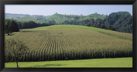 Framed Switzerland, Canton Zug, Panoramic view of Cornfields Print