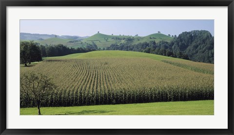 Framed Switzerland, Canton Zug, Panoramic view of Cornfields Print