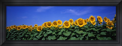 Framed Field Of Sunflowers, Bogue, Kansas, USA Print