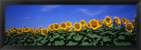 Framed Field Of Sunflowers, Bogue, Kansas, USA Print