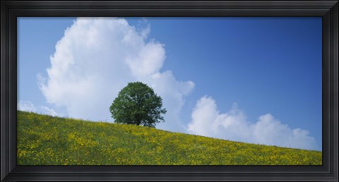 Framed Green Hill w/ flowers &amp; tree Canton Zug Switzerland Print