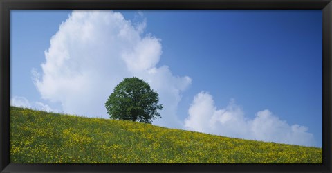 Framed Green Hill w/ flowers &amp; tree Canton Zug Switzerland Print