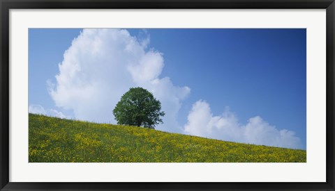 Framed Green Hill w/ flowers &amp; tree Canton Zug Switzerland Print