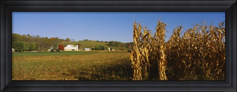 Framed Corn in a field after harvest, along SR19, Ohio, USA Print