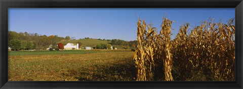 Framed Corn in a field after harvest, along SR19, Ohio, USA Print