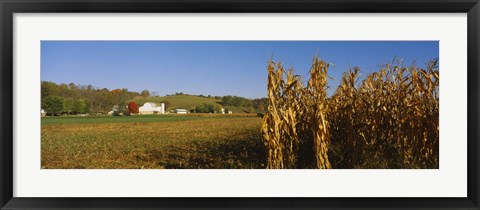 Framed Corn in a field after harvest, along SR19, Ohio, USA Print