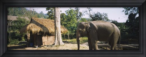 Framed Elephant standing outside a hut in a village, Chiang Mai, Thailand Print