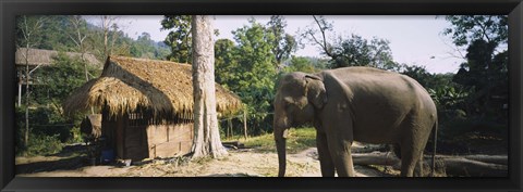 Framed Elephant standing outside a hut in a village, Chiang Mai, Thailand Print