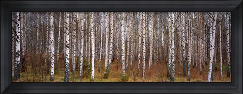 Framed Silver birch trees in a forest, Narke, Sweden Print