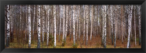 Framed Silver birch trees in a forest, Narke, Sweden Print