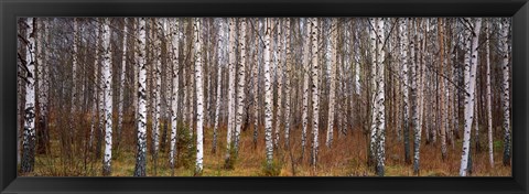 Framed Silver birch trees in a forest, Narke, Sweden Print