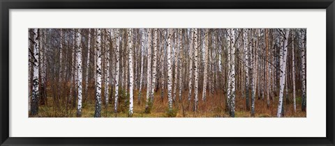 Framed Silver birch trees in a forest, Narke, Sweden Print