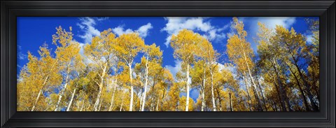 Framed USA, Colorado, Uncompahgre Nationa Forest Print