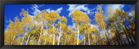 Framed USA, Colorado, Uncompahgre Nationa Forest Print