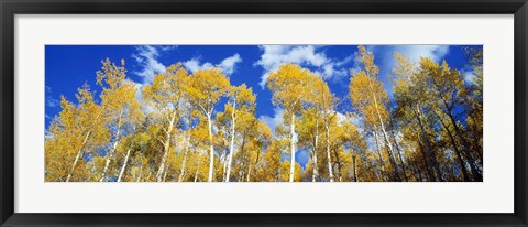 Framed USA, Colorado, Uncompahgre Nationa Forest Print